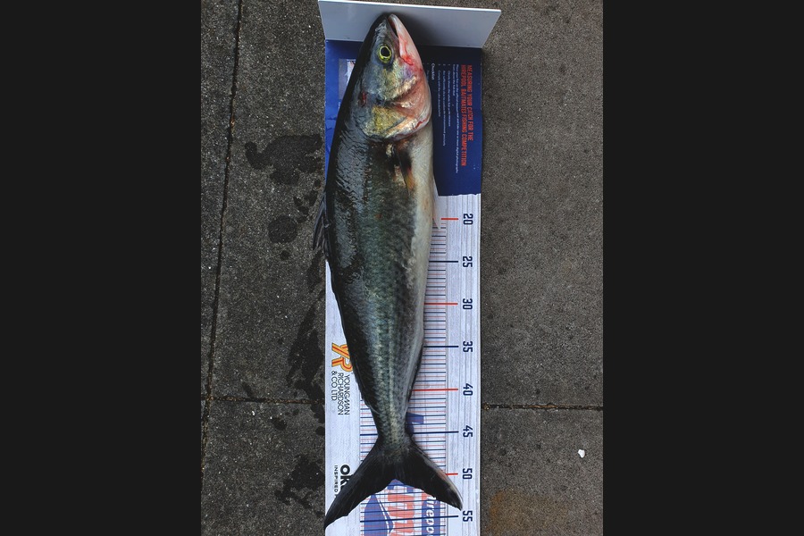 Chris  Currell  caught this 50.0cm Kahawai at waiheke channel  during The Export NZ Fishing Competition